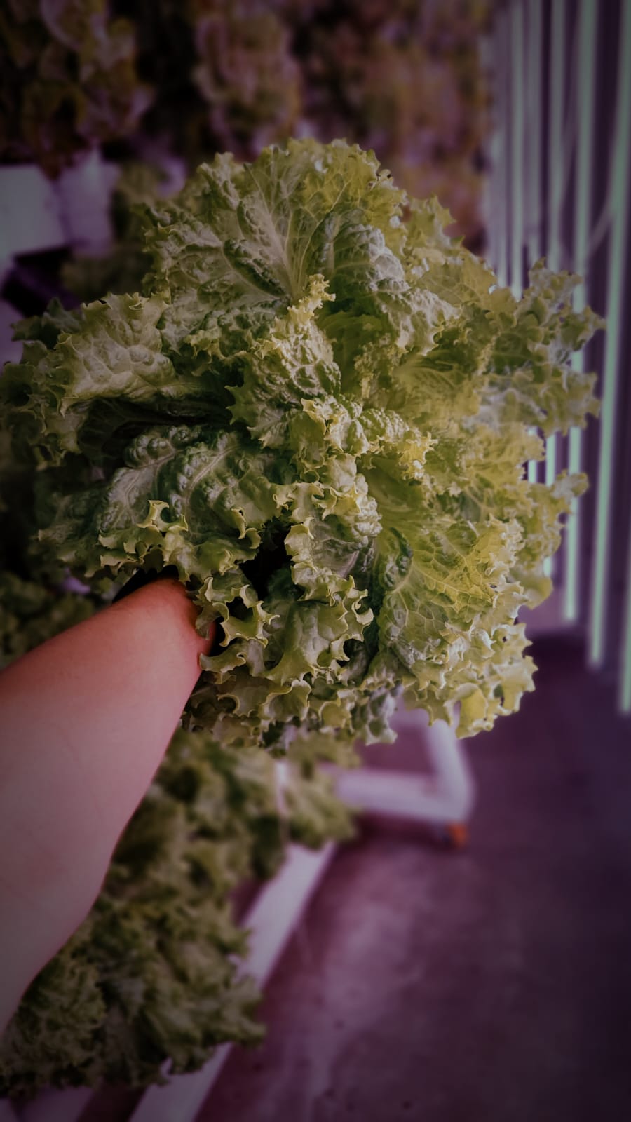Head Lettuce