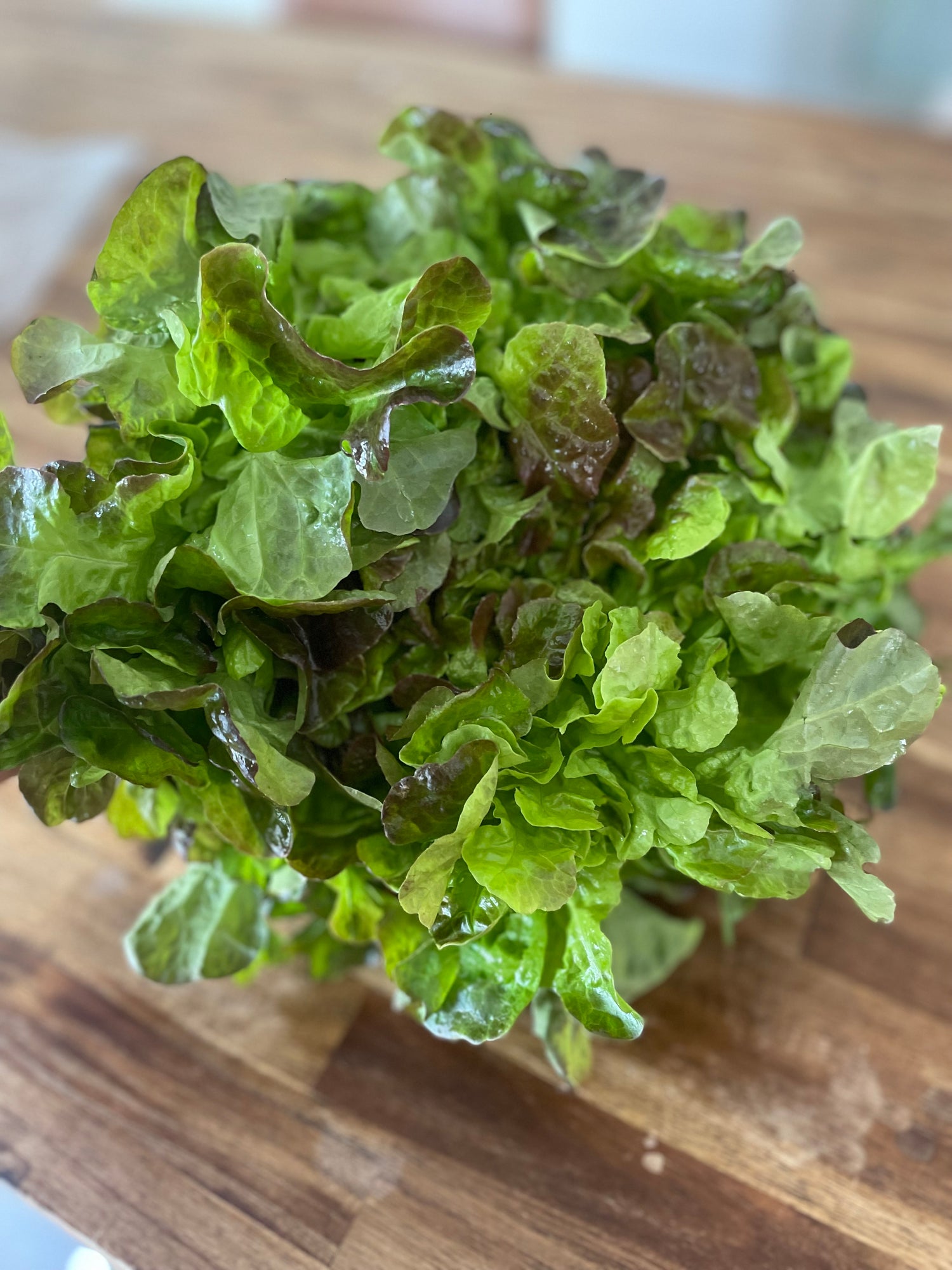Lettuce, herbs &amp; Microgreens - Locally grown without the use of synthetic sprays or pesticides *Available at The Farm Store only*