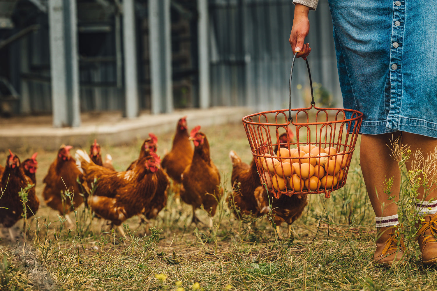 locally raised, brown eggs, free run eggs, pastured chickens, shop local organic eggs 