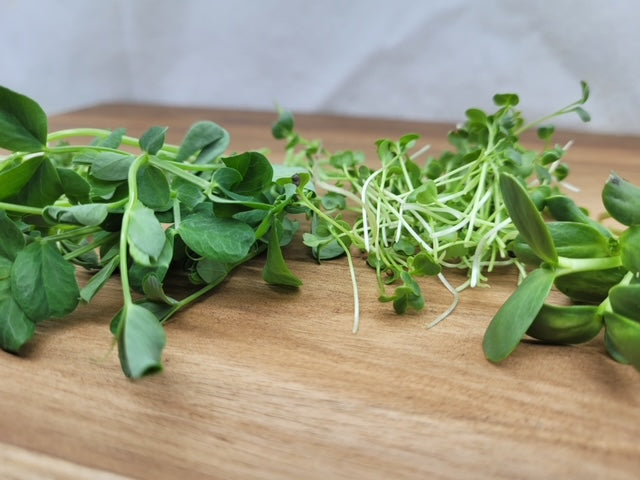 Salad Mix Microgreens